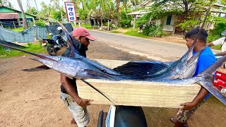 Amazing Hardworking Fishermans Fish Harvest in a Traditional Fishing Village in Sri Lanka [upl. by Leggett]