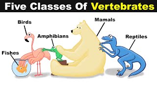 Five Classes Of Vertebrate Animals  FishBirdsReptilesAmphibians And Mammals UrduHindi [upl. by Ettesus]