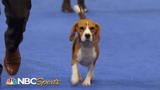 National Dog Show 2022 Hound Group Full Judging  NBC Sports [upl. by Pretrice]