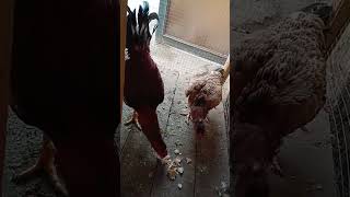 Wow  This is An Incredibly Beautiful Aseel Chicken and Aseel Hen Eating Food ASMR in Birds Market [upl. by Lemmueu]