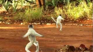 Dancing Sifaka  Berenty  Madagascar [upl. by Weeks]