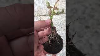 Propagate rose hips in just 10 days to grow roots [upl. by Lenny]