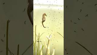 Seahorse Dad Giving Birth  aquarium 4k seahorse fish best like [upl. by Patricio]