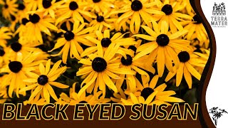 BLACKEYED SUSAN Brighten Your Garden Rudbeckia hirta [upl. by Milano]