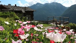 Urlaub auf dem Bauernhof in Südtirol  Roter Hahn Unterschweig in Ulten [upl. by Adnilam57]