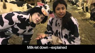 How do cows make milkUdders dont Lie [upl. by Ogden234]