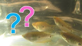 How To Tell Male and Female Gouramis Apart for Blue Gold Three Spot and Opaline Gouramis [upl. by Hagile]