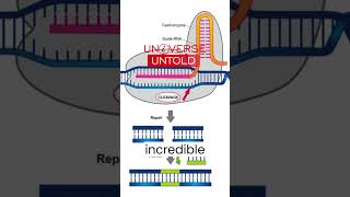 The Development of CRISPR Cas9 Gene Editing [upl. by Adnawyt598]