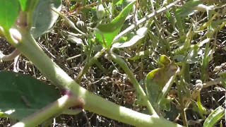 Κάππαρις η ακανθώδης  Capparis spinosa [upl. by Altaf]