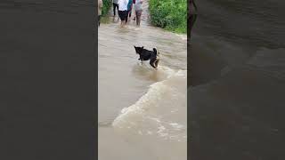 DOG WALKING ON HEAVY WATER BRIDGE SUBSCRIBE 👍doglover [upl. by Antonia]