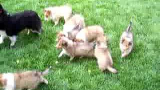 Cute Baby puppy AKC Sheltie Shetland Sheepdog 5 Ch [upl. by Persian339]