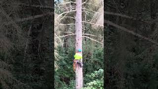 The guys from Arbor Ascent took down my dead Hemlock [upl. by Ophelie]