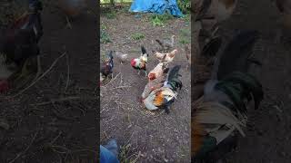 Hens gathering chicks for food biblically speaking [upl. by Mortie454]