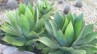 Plant Traveller AGAVE GALLERY Agave bovicornuta [upl. by Churchill]