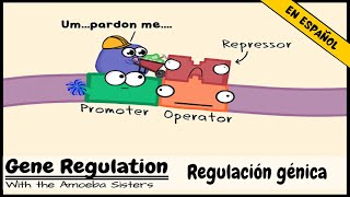 Regulación génica y el orden del operón [upl. by Ymmat]