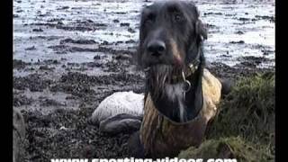 Gundogs working wildfowling dogs retrieving geese [upl. by Yllus50]