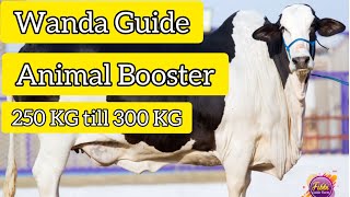 Cattle Fattening in very short time  wanda booster tips  Eid ul Adha cattle feed formulation guide [upl. by Gayl]