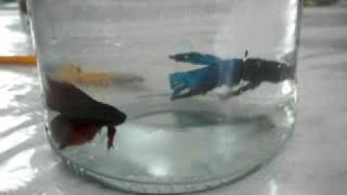 BETTA FISH FIGHT NO1 [upl. by Ttocserp]