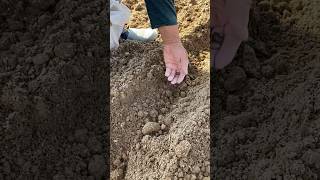 Yer fasulyesi ekimi fasulye ekimi farming keşfet bean bread konya [upl. by Iolande854]