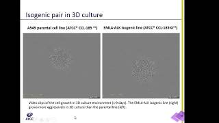 EML4ALK A549 Isogenic Cells in 3D Culture [upl. by Aseral]