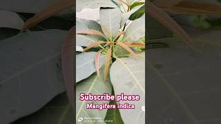 Mangifera indica mango mangoplantation mangoplants trending sciencefacts facts biology bsc [upl. by Anec]