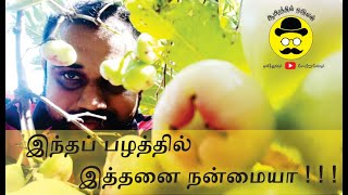 Watery Rose Apple  facts and health benefits  ஜாம்பய்க்கா  Health benefits Jambakka in tamil [upl. by Neehsas]