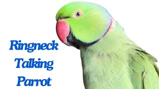 Alexandrine parakeet Parrot  Ringneck Talking Parrot [upl. by Duvall]