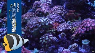 Zoanthid and Palythoa Coral Care Tips Paly Toxin and Fragging [upl. by Elleahcim]