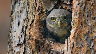 Baby Pygmy Owls Bobbing Their Heads  Glaucidium passerinum [upl. by Akihc]