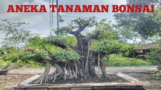 TANAMAN YANG BERPROSES MENJADI BONSAI YANG SEMAKIN POPULER [upl. by Avin472]