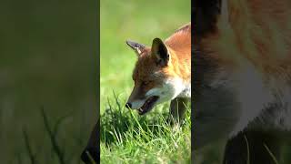 The Enchanting World of Foxes animals wildlife discovery fox foxes [upl. by Cown]