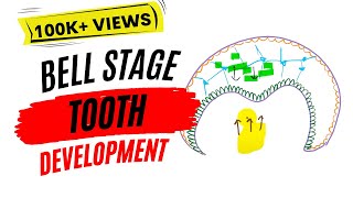 Early bell stage Odontogenesis [upl. by Ingles]