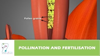 Pollination and Fertilisation [upl. by Notlef855]