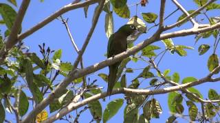 Aratinga nana Olivethroated Parakeet  Perico azteca [upl. by Akinajnat]