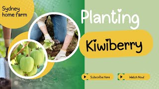 Planting kiwi berries in my garden [upl. by Anez]