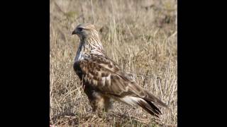 Raufußbussard Ruf Buteo lagopus [upl. by Salomi]