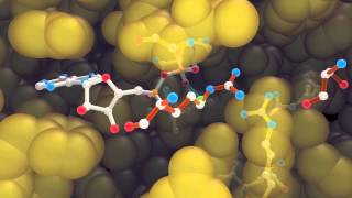 F₁ATPase catalytic site binding and hydrolysis of ATP [upl. by Naget]