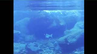 Salmon fishing in Iceland with underwater camera [upl. by Meldoh639]