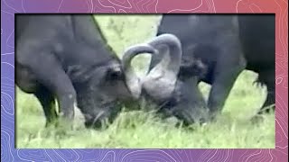 Cape Buffalo Fight  Leg Hook Technique Demonstrated [upl. by Nedloh]