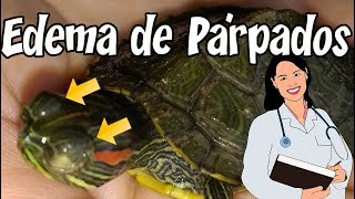 Curar los ojos hinchados en tortugas [upl. by Hirz523]