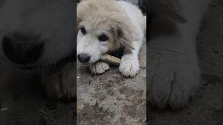 Training Our Great Pyrenees Puppy [upl. by Hsu]