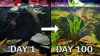 I Made a Tiny Ecosystem for Shrimps 100 Days Evolution [upl. by Finella]