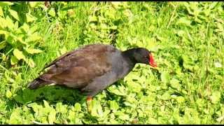 Moorhen Bird Call Bird Song [upl. by Sivaj]