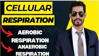 Cellular Respiration  Aerobic and Anaerobic Respiration 11th Biology [upl. by Notnirt]