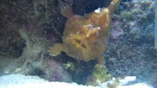 Monster Frog FIsh in Reef Tank Eating [upl. by Anigger]