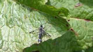 Clearwing Moth Selfgrooming フタスジコスカシバ♂（蛾）の身繕い [upl. by Glad]