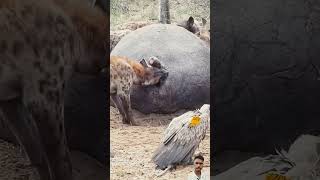 attck wild animals  forest wildanimals attack ytshorts shortvideo viralvideo serondella149 [upl. by Ehcadroj]