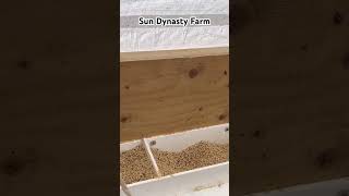 Quail grow out tractor with sand baths See full video [upl. by Galliett]