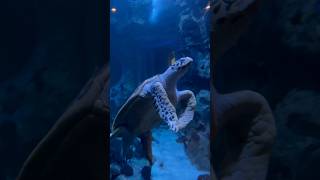 VIDEO CAPTURED PERFECTLY  Giant Tortoise 🐢🐢🐢🐢 [upl. by Notsew]