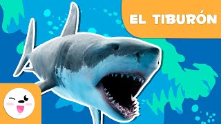 El tiburón 🦈 Animales para niños 🌊 Episodio 8 [upl. by Garber569]